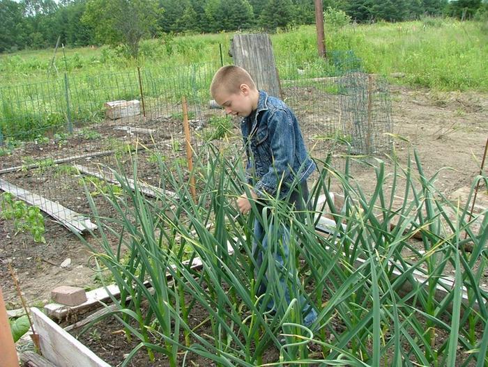 Harvesting garlic scapes