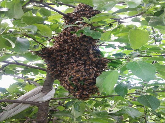 [Thumbnail for swarm3.jpg]