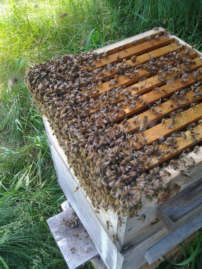 [Thumbnail for swarm.jpg]