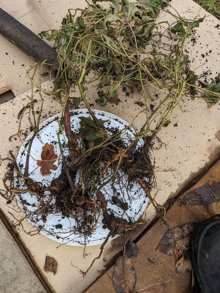 Seven runner bean tubers, with a small oak leaf c. 1.5 in ling for size.