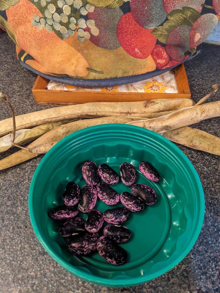 Saved true runner bean seeds