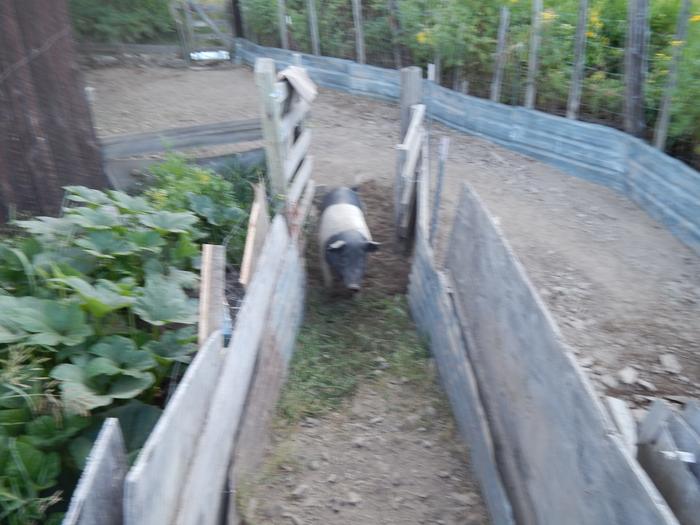 [Thumbnail for DSCN0921.JPG]
