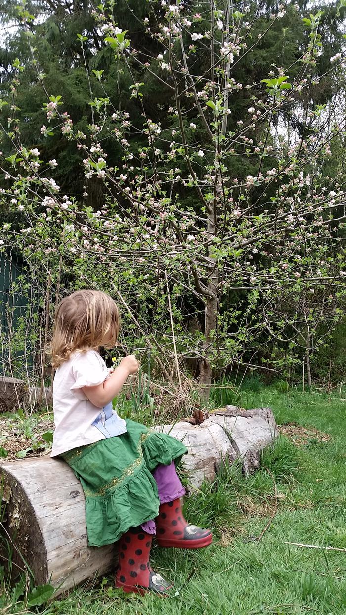 Eating kale flowers by the apple tree we waited for years to finally bloom!