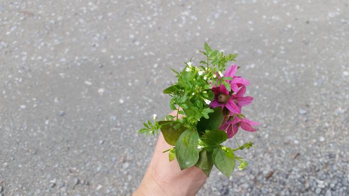 Edible bouquet! Om-nom!