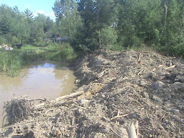 blueberry pond during dig