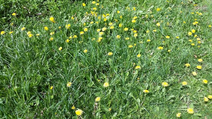 you might be a permie if you're proud of your lawn being full of dandelions!