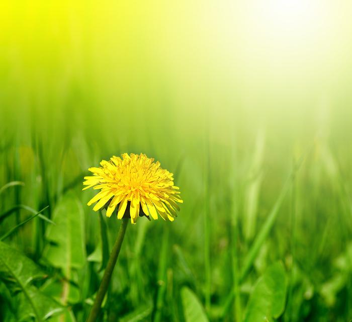 A particularly Glorious Dandelion