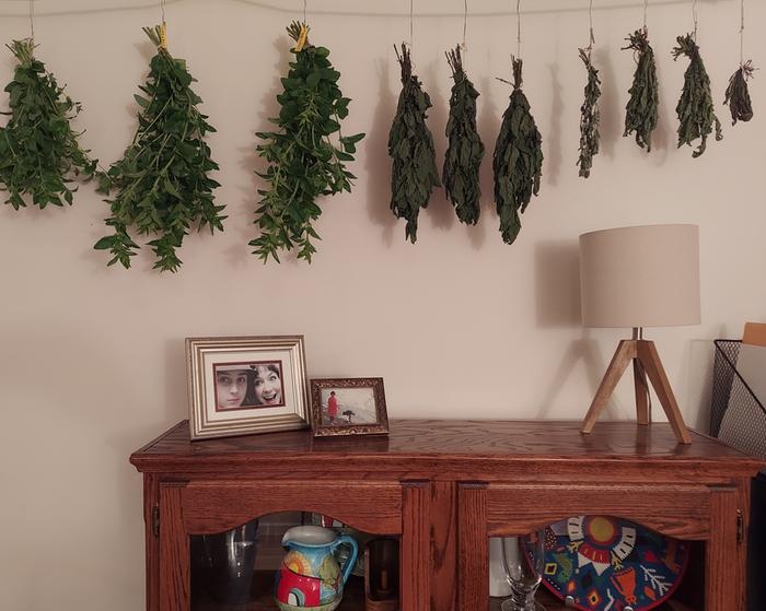 Herbs hanging to dry in the living room.