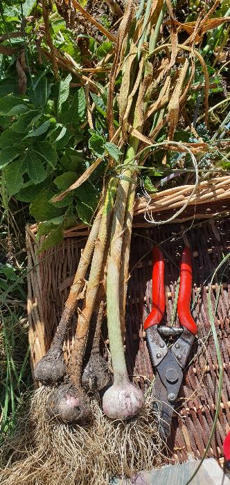 Bunch of garlic tied with flax strips