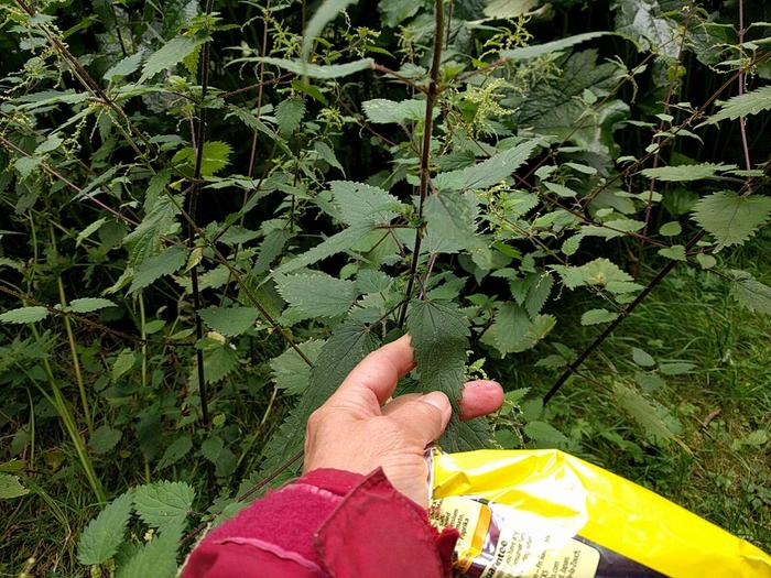 non stinging nettle Urtica galeopsifolia