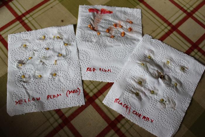 tomato seeds spread on tissue to save for growing