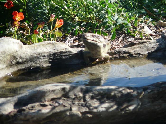 [Thumbnail for P1000141-lizard-drinking.JPG]