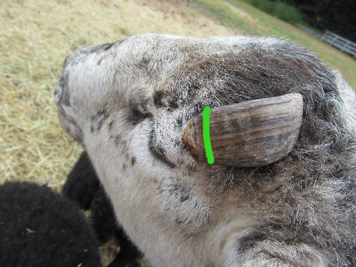 [Thumbnail for hornslice.jpg]