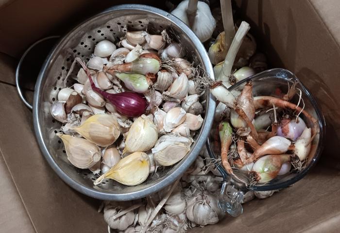 Allium harvest onion smaller than garlic clove