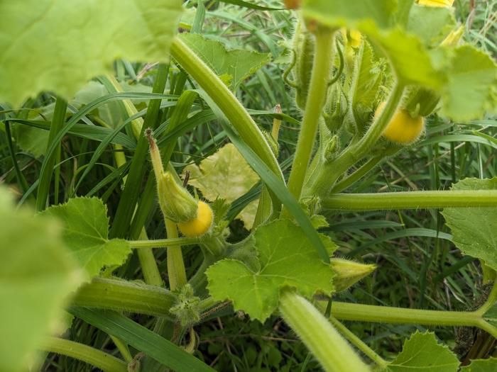 Two yellow courgette fruitlets