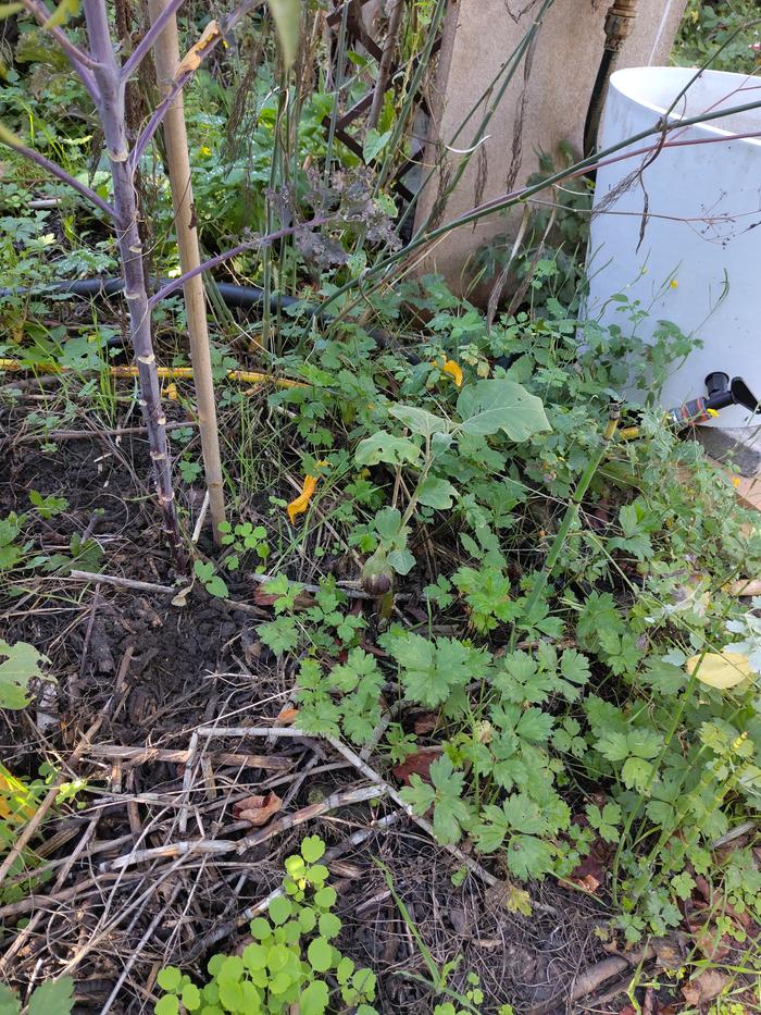 eggplant in the middle, defoliated kale on the left.