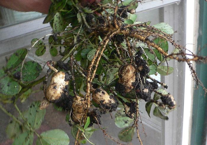 Peanut plants
