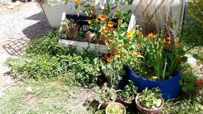 I plaited iris leaves so the nasturtiums could climb up. 