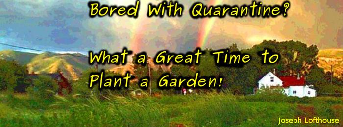 bored with quarantine? Plant a garden.