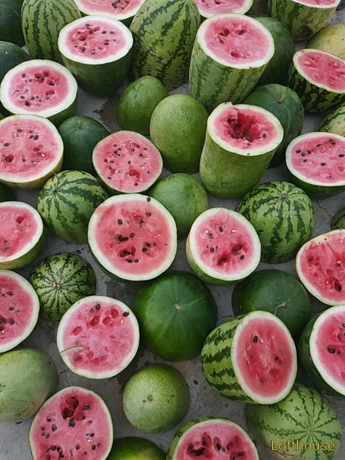 Saving watermelon seeds. Tasted 60 melons in a melon tasting extravaganza. 