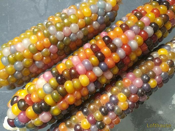 Harvested Glass Gem corn grown by a collaborator