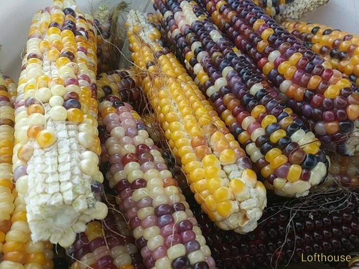 Harvested Lofthouse Landrace popcorn grown by a collaborator.