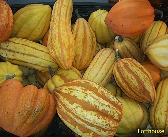 Lofthouse pepo winter squash