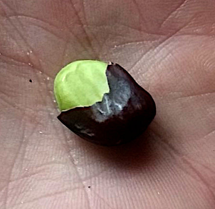 Fava bean with a green cotyledon