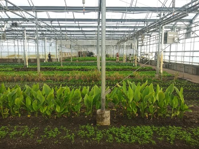 Greenhouse at Stone Barns Center