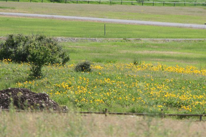 Sandy beach for pasture