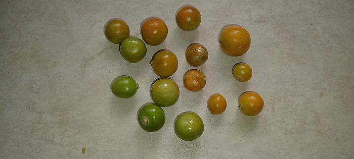 native ground cherries