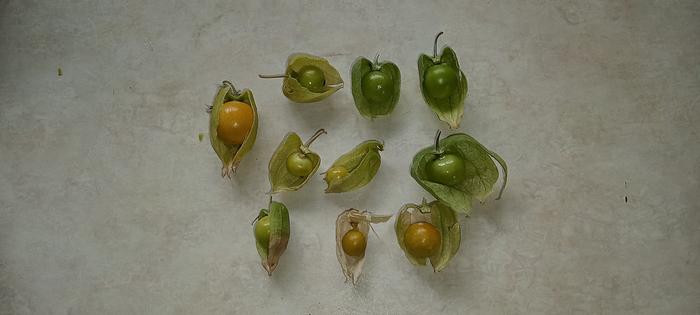 wild ground cherries