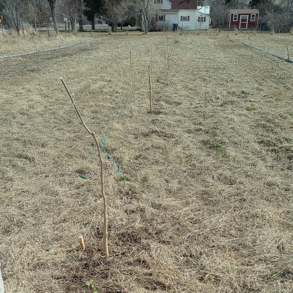 No till gardening.