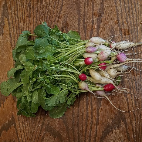 Radishes I harvested for food last week. 