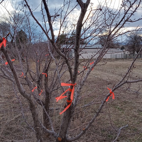 If they take, I'll prun off the older wood, and grow mostly the grafted twigs.