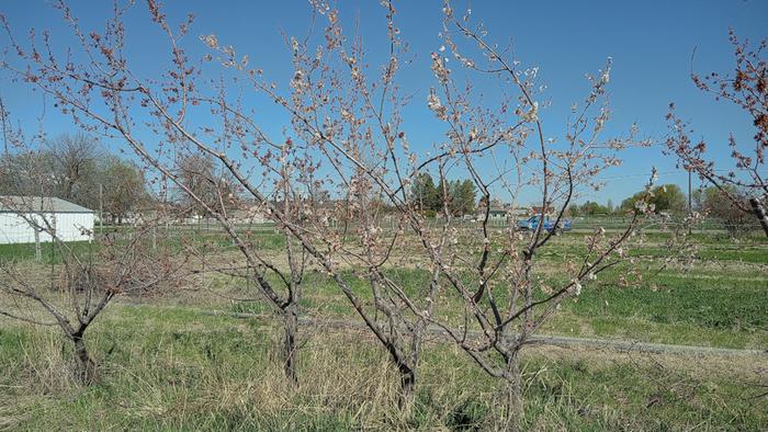 A late flowering apricot