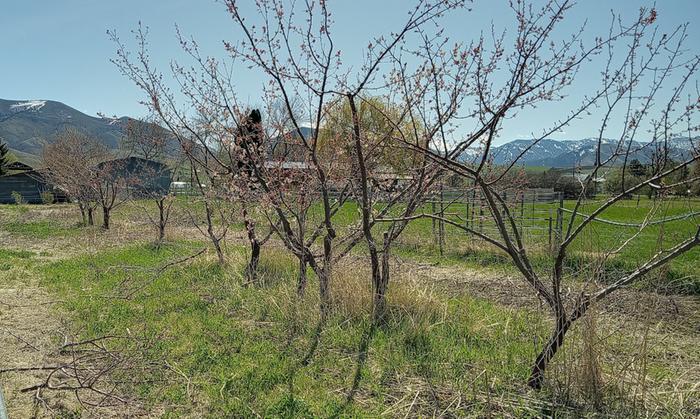 Apricot breeding project