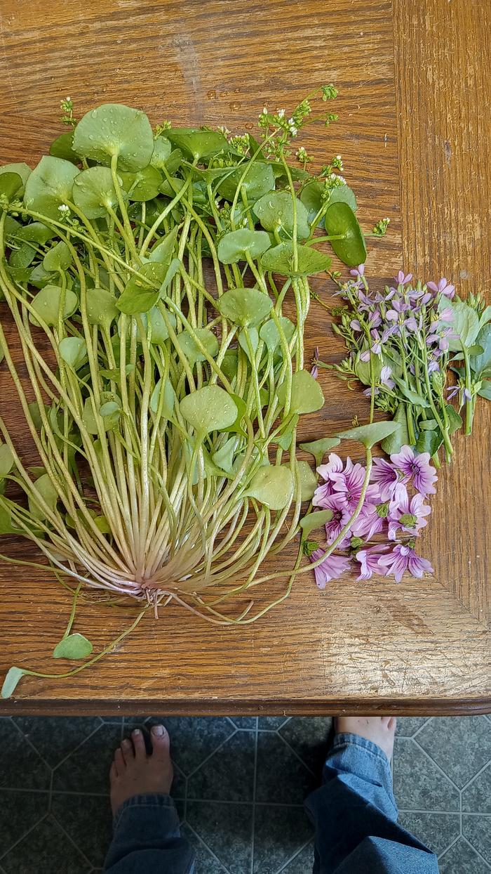 claytonia, miner's lettuce.