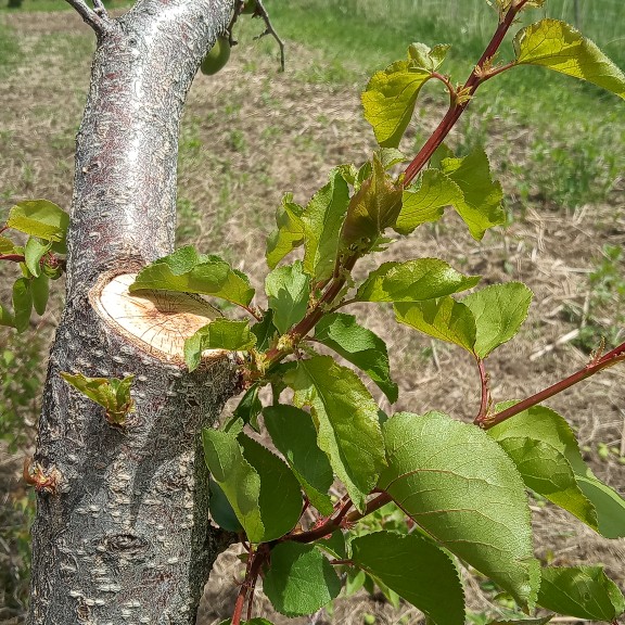 Before pruning