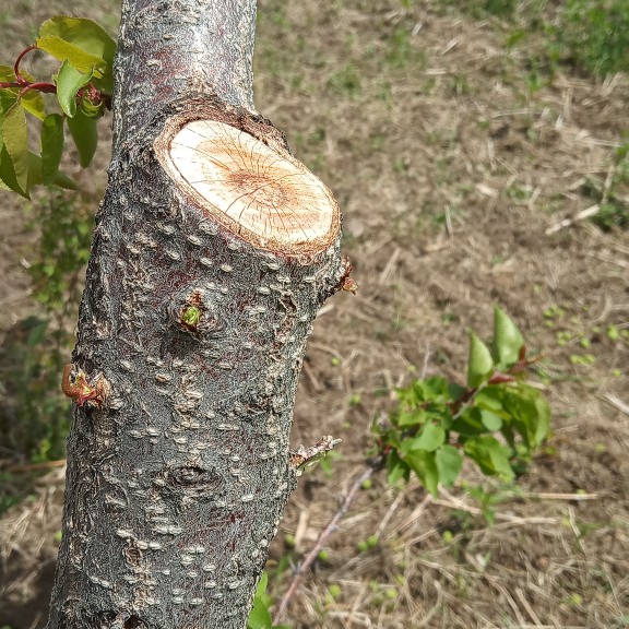 After pruning