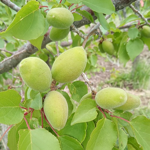 Before thinning