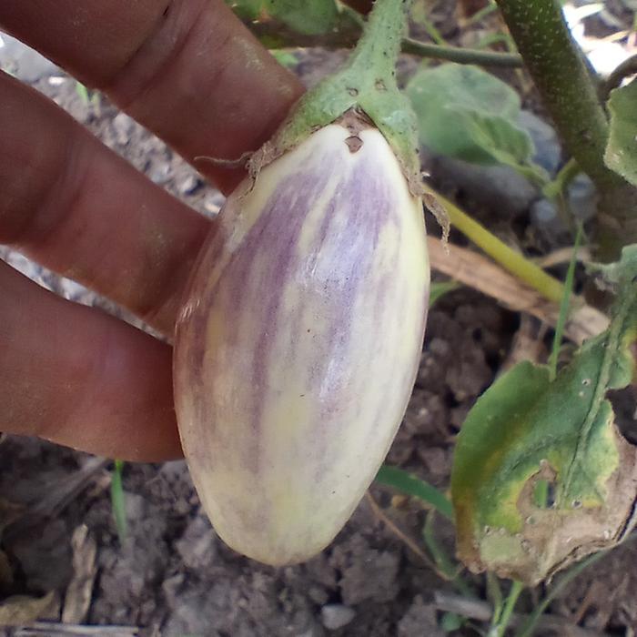 eggplant