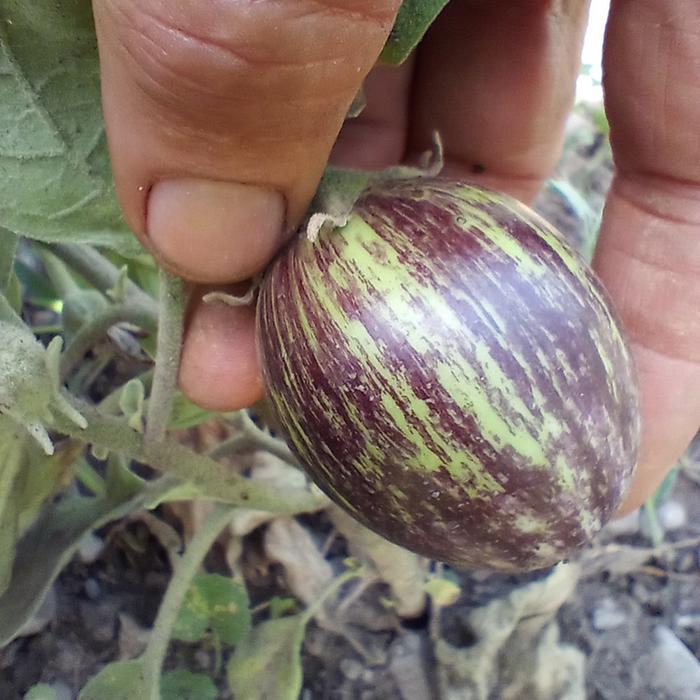 eggplant