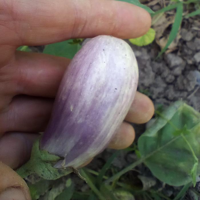 eggplant