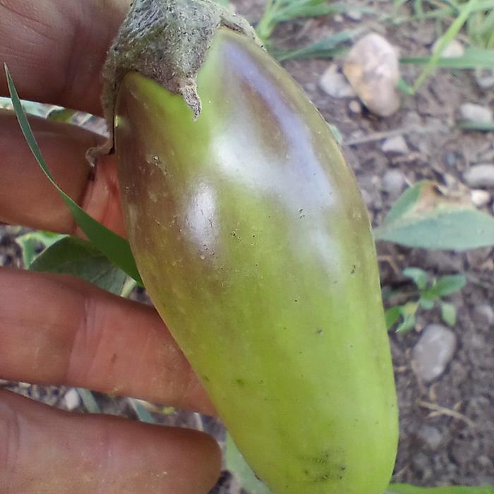 eggplant