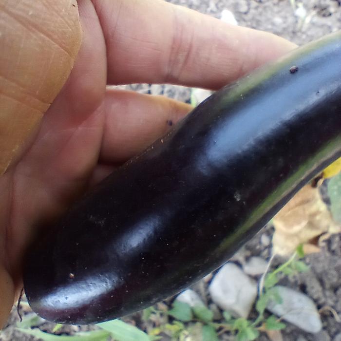 eggplant