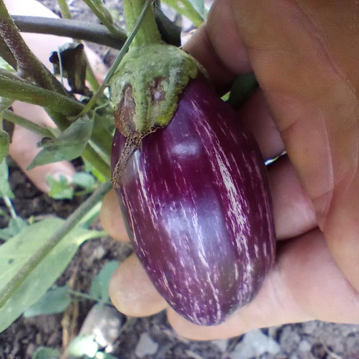 eggplant