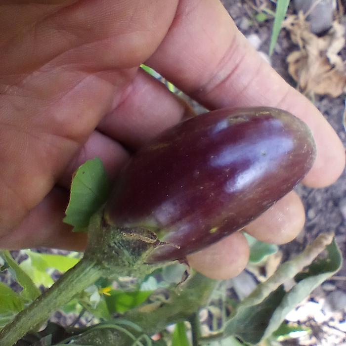 eggplant