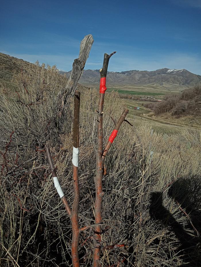 grafting apple onto hawthorn