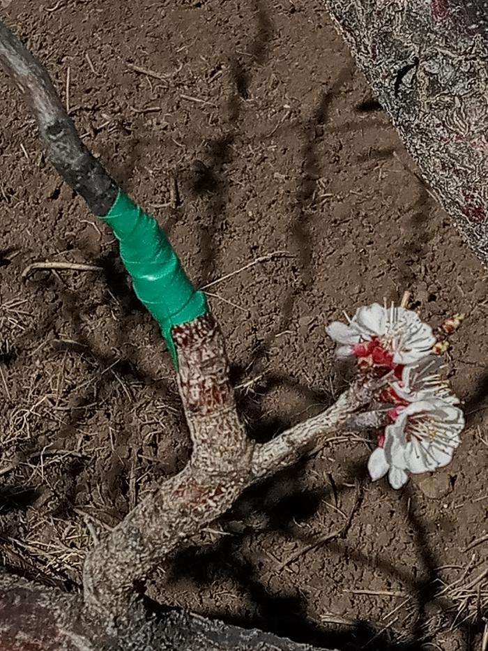 grafting plum onto apricot